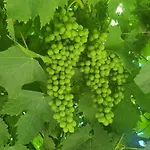 度假居 Podere Muracciolo
