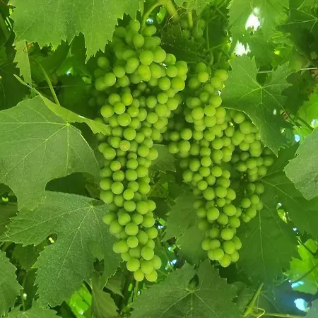 度假居 Podere Muracciolo