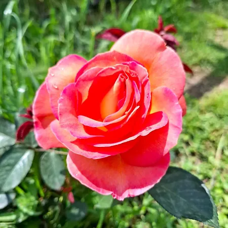 Podere Muracciolo Vakantiehuis *