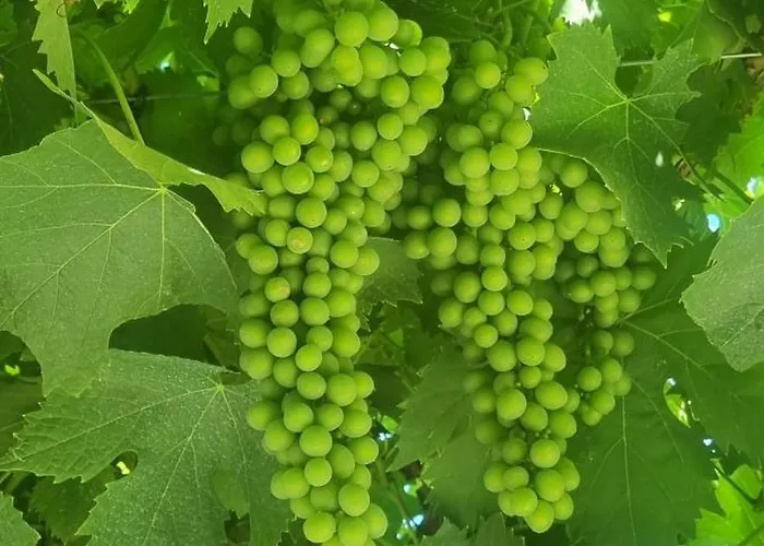 Сasa de vacaciones Podere Muracciolo